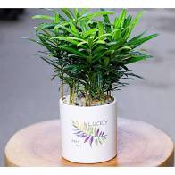 Cây Tùng La Hán Nhỏ, cây vạn niên tùng mini để bàn(anh that so 3,4)