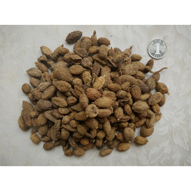 SAN NHÂN - HƯƠNG LIỆU NẤU ĂN