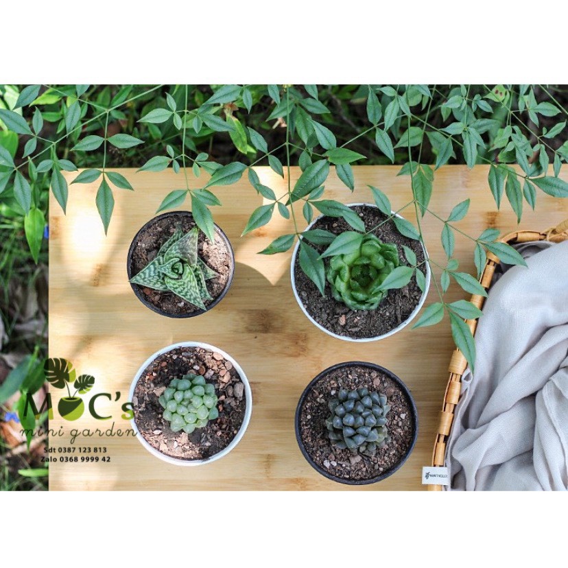 Chậu Nhựa Miệng Loe - Trồng Haw, Sen Đá, Xương Rồng | CNT05 || mocminigarden