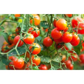 Hạt giống cà chua bi đỏ F1 dễ trồng,năng suất cao-Tổng kho hạt giống giá rẻ