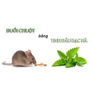 [Rẻ vô địch] - TINH DẦU BẠC HÀ ĐUỔI CHUỘT HIỆU QUẢ - 10ml | BigBuy360 - bigbuy360.vn