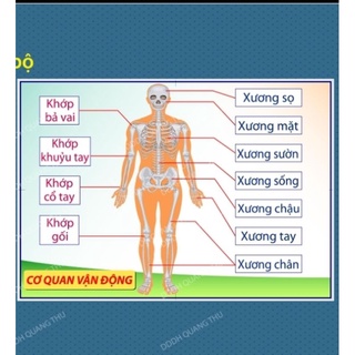 [Đồ dùng dạy học] Sơ đồ cơ quan vận động