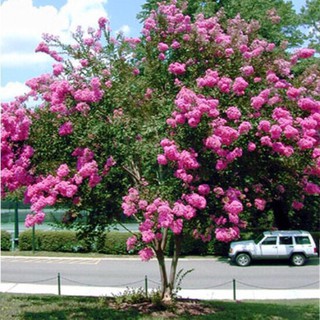 Cây hoa Tường Vi đỏ hồng