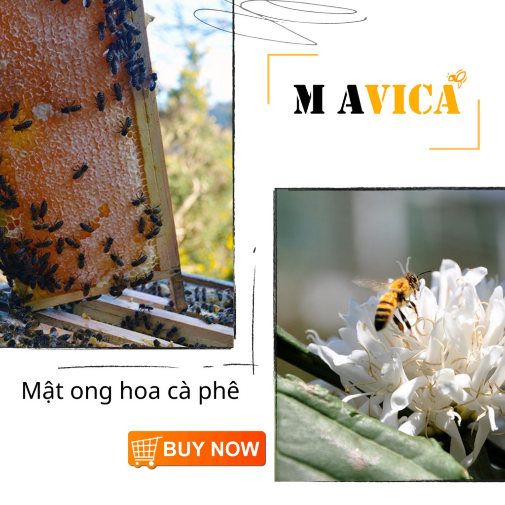 [TRỢ GIÁ] Mật ong rừng cafe tây nguyên bán buôn - Cam kết mật ong nguyên chất- MAVICA