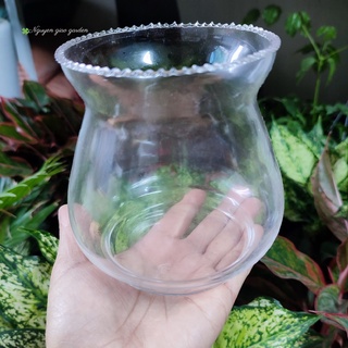 Bình thủy tinh trồng cây thủy sinh
