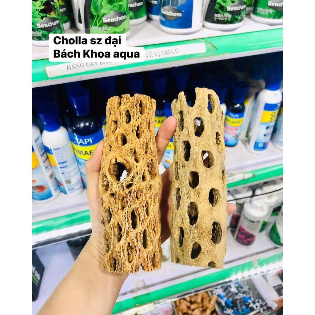 Lũa Cholla đủ size cho bể cá tép thủy sinh