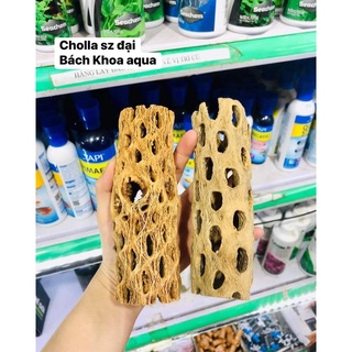 Lũa Cholla trang trí bể tép và thủy sinh đủ size