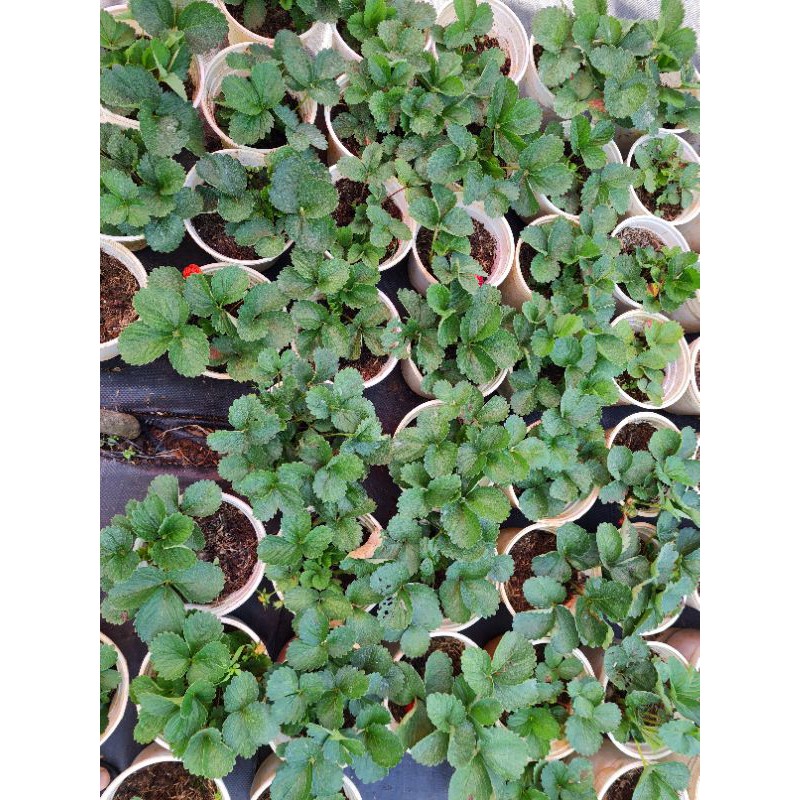 Chậu cây dâu tây Pháp