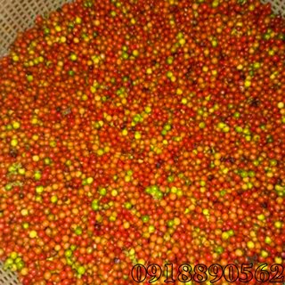 hạt tiêu đen chín đỏ_ DAKLAK (200G)