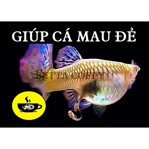 Cám BECO 2 - Thức ăn cho cá lớn - Betta, cá vàng...