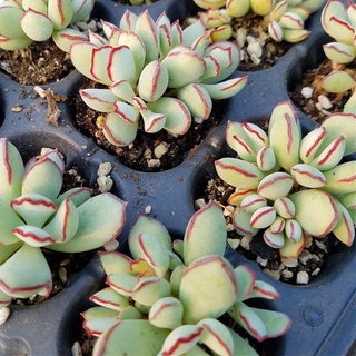 Cây Sen đá Adromischus viền đỏ