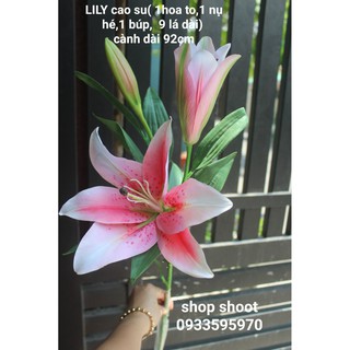 Hoa lily cao su