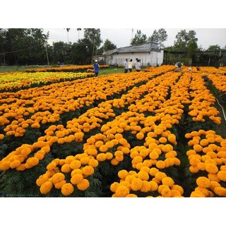 Hạt giống vạn thọ lùn cam và vàng chanh Tây Nam gói 20 hạt