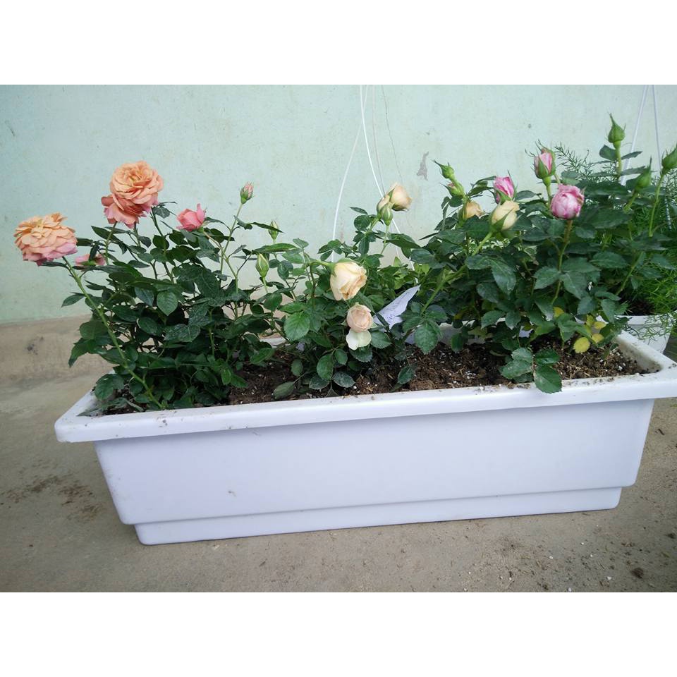 10 chậu dài thông minh trồng cây trồng hoa ban công 67*24*20