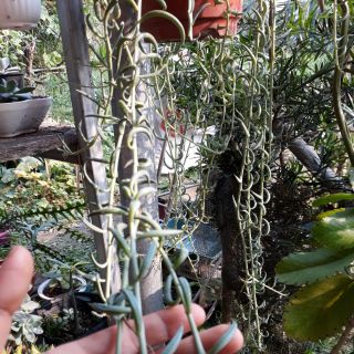Sen đá chậu treo ngọc đậu mới