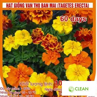 Hạt giống hoa Vạn thọ Ban mai (100 hạt)
