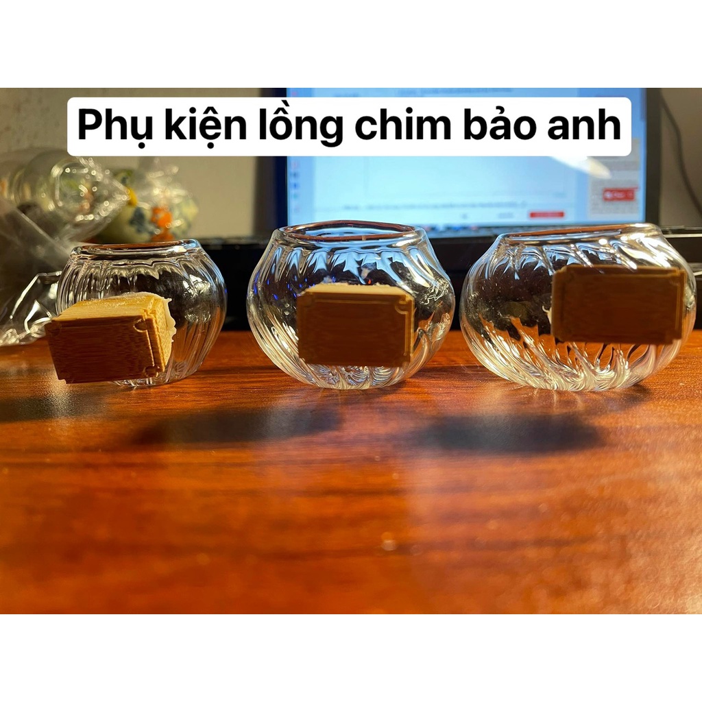 CÓNG THỦY TINH XOẮN ỐC TAI TRE  ĐẸP CHO CHÀO MÀO, KHUYÊN, MI LOẠI 1