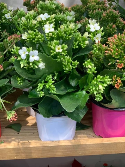 Cây sống đời đơn