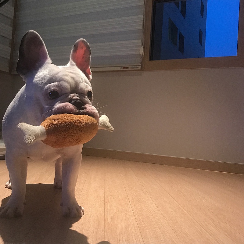 Đồ Chơi Mô Phỏng Khúc Xương/Gà Sống Động Cho Thú Cưng