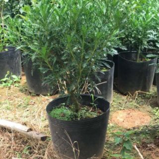 Cúc Thân Gỗ