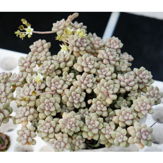 Sen kim tuyến bụi lớn 20cm GLASS GARDEN, Gốc thụ, Bao Khỏe, Dễ trồng, Hàng Đà Lạt, lỗi 1 đổi 1