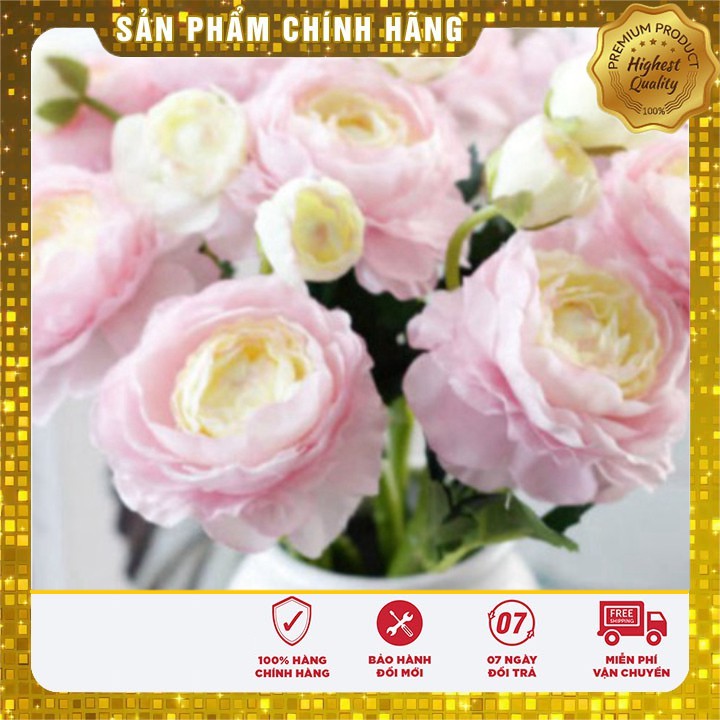 Củ giống hoa mao lương hồng (1 củ)