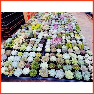 Sen đá đã thuần khí hậu