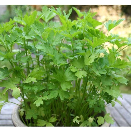 100 Hạt Giống Rau Ngò Tây Nhập Ngoại