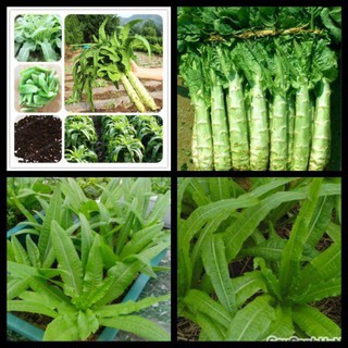 Gói 5gr hạt giống rau diếp tây