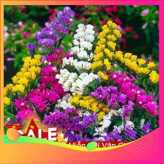 Hạt Giống Hoa Salem Mix - 50 Hạt [ Tặng bộ dụng cụ làm vườn Mini 3 món ] VIETGAR