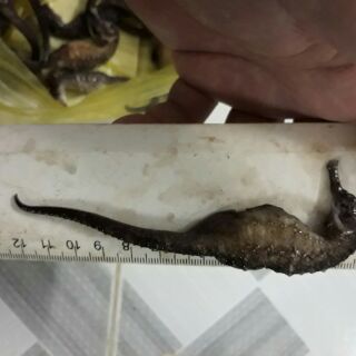 Cá Ngựa Phan Rang ( size 12cm/ 75k)