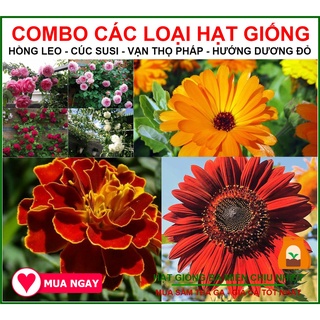 Combo 4 Loại Hạt Giống Vạn Thọ Pháp Ban Mai, Cúc Susi Vàng Cam, Hướng Dương Đỏ, Hoa Hồng Leo