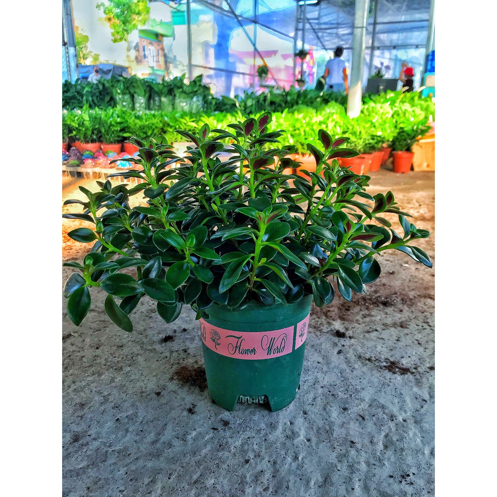 Cây cá vàng, cây cao 15-20cm cây để bàn giảm stress hút may mắn, tài lộc, tăng sức khoẻ, làm quà tặng ý nghĩa