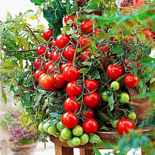 Gói 150 hạt giống cà chua bi đỏ f1 loại siêu dễ trồng & dễ thu hoạch năng - ảnh sản phẩm 5