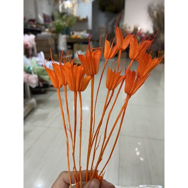 Hoa Khô Trang trí decor Hoa khô Kim Cương Nigella