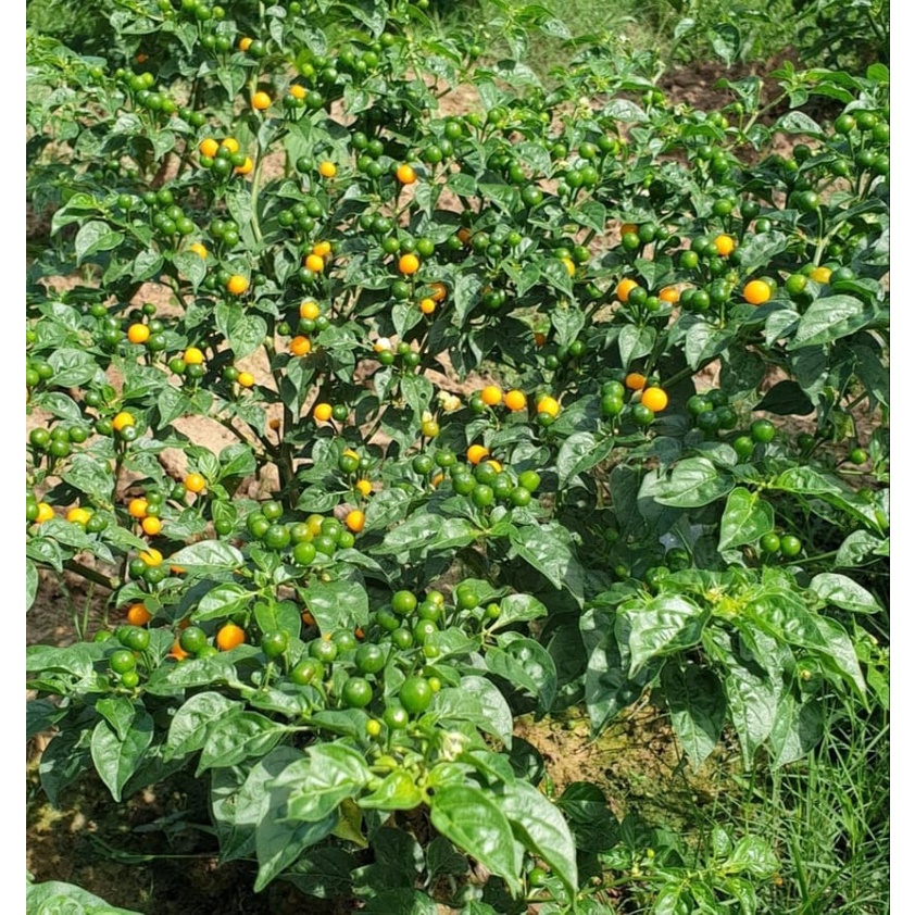 Túi 5Trái Ớt Peru Aji Charapita Đắt Đỏ Nhất Thế Giới