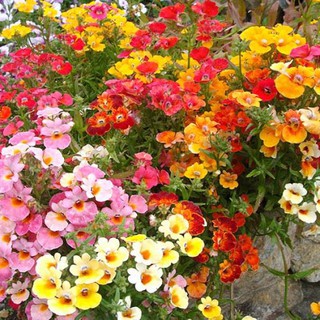 Hạt Giống Hoa Nemesia Mix 50 hạt