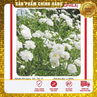 Hạt Giống Hoa Baby Trắng 50 hạt