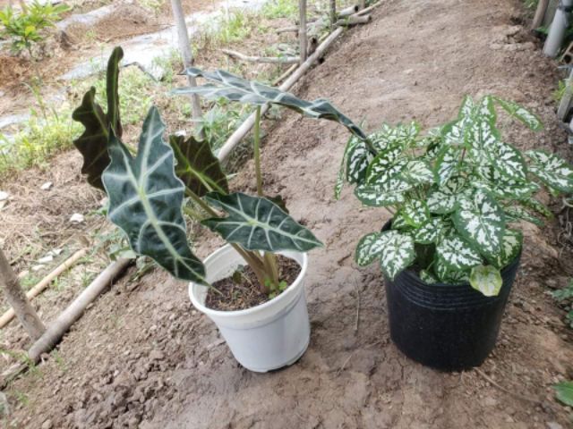 Cây Môn Đốm Trắng