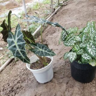 Cây Môn Đốm Trắng