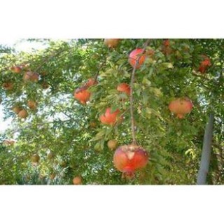 CÂY GIỐNG LỰU ĐỎ LÙN ẤN ĐỘ