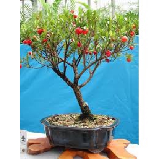 CÂY GIỐNG CÂY SƠ RI THÁI TRÁI NGỌT, SIÊU QUẢ, CAM KÉT CHUẨN GIỐNG F1