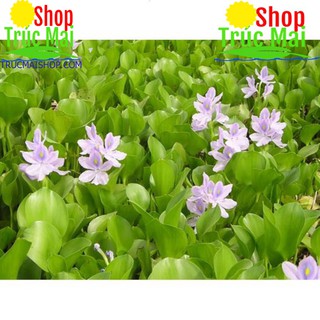Rễ bèo tây (rễ lục bình) 500g