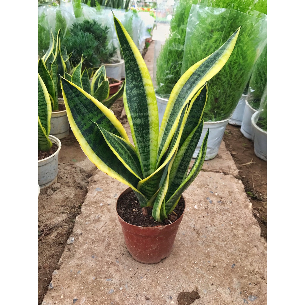 Cây lưỡi hổ để bàn trồng chậu nhựa, chiều cao 20cm, cây sống lâu năm rất dễ chăm sóc, trang trí decor bàn làm việc