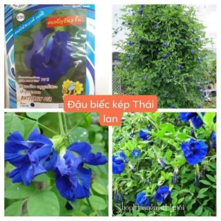 ĐẬU BIẾC KÉP THÁI LAN