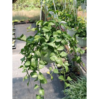 Cây Đô La (Dollar)chậu treo