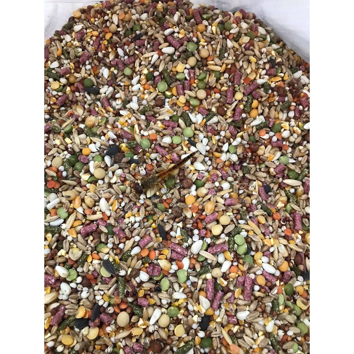 Ngũ cốc Việt dành cho gà đá (1kg)