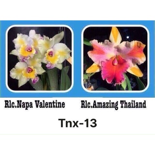 Cattleya Giống Rlc Napa valentine x Rlc. Amazing