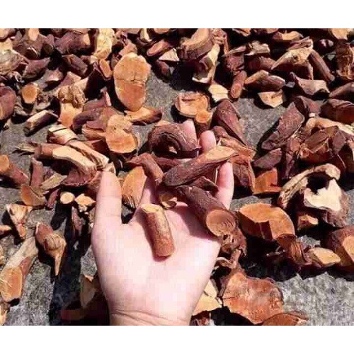 1kg Cây mú từn bổ thận tráng dương DV104