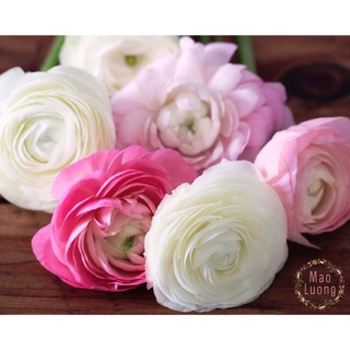Củ giống hoa mao lương (hồng ri Ba Tư)